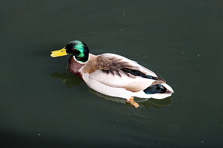 Duck, looma, lind, pardid, vee, loodusliku linnustiku, Vaade Toompeale