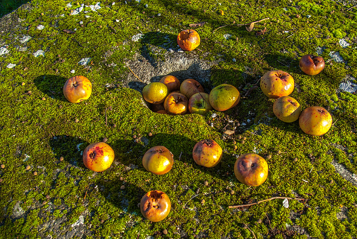 Apple, fructe, lichen, Moss, natura