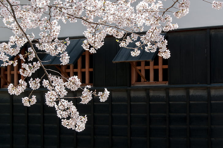 kirsikka, keväällä Japanissa, kirsikkapuu, kirsikankukkia, Japanin kukka, vaaleanpunainen, Castle