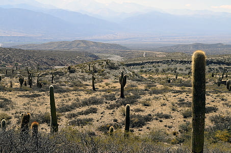 Cactus, herbe, collines, montagnes, plantes, nature, paysage