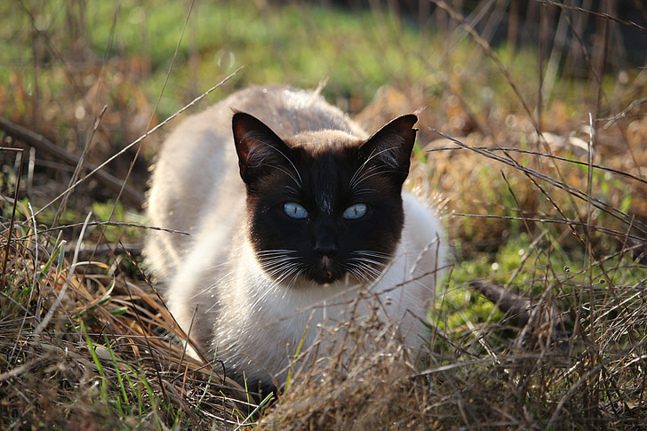 katė, Siamo katė, Siamo (Siamese), mėlynas akis, katės akys, žolės, Lauer