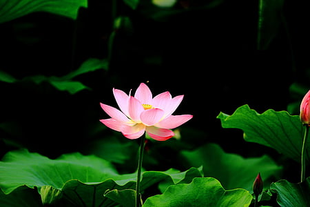 Lotus, tó, HD, virág, por, virágzás, víz üzem