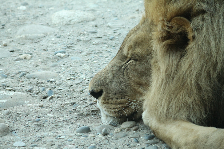 สิงโต, แมว, นอนหลับ, สิงโต - แมว, สัตว์ป่า, แอฟริกา, สัตว์