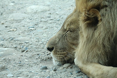 Lion, chat, sommeil, Lion - féline, faune, l’Afrique, animal