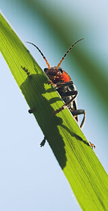 beetle, macro, insect, plant, orange, red, crawl
