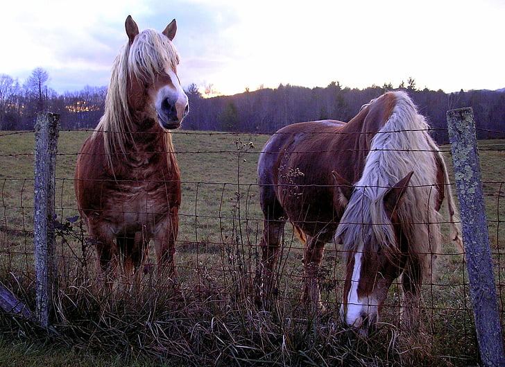 konji, belgijski konj, dve konji, rjava, Tan