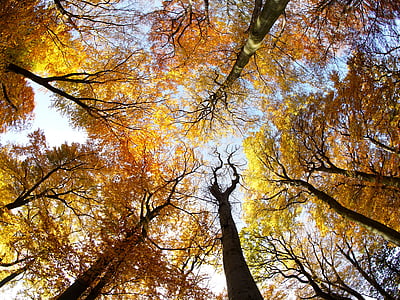 drevo, krono, listje, sonce, jeseni, krone drevesa, narave