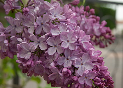 Hoa, Lilac, màu tím, Lili, Sân vườn, màu tím