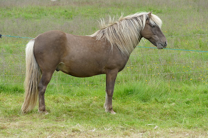 häst, Island, Island häst, Island ponny, Mane, ponny, djur