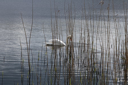 Лебедь, озеро, Серин, спокойствие, Природа, птицы, воды