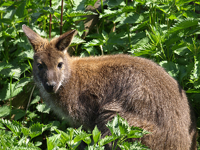 kangoeroe, natuur, dier