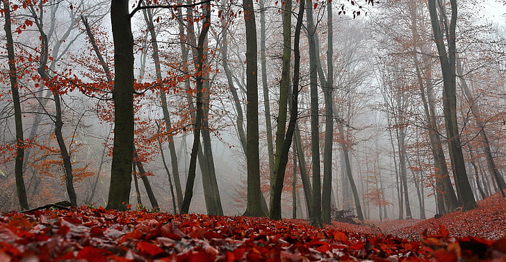 autumn, nature, forest, red, foliage, trees, fog