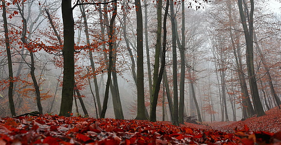 autumn, nature, forest, red, foliage, trees, fog