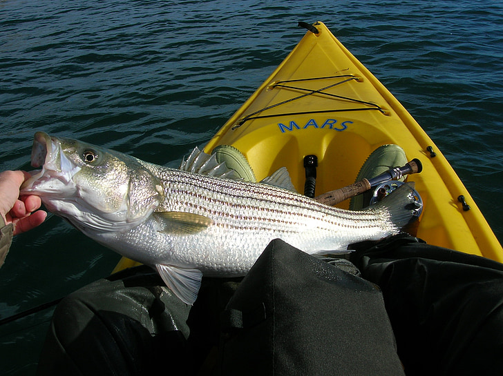 pesca, Striped bass, pesce, kayak, Fisher