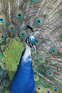Peacock, vogel, natuur, dieren, dier, wiel, veren