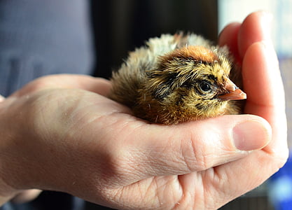 chicks, chicken, hatched, hand, recovered, security, fluffy