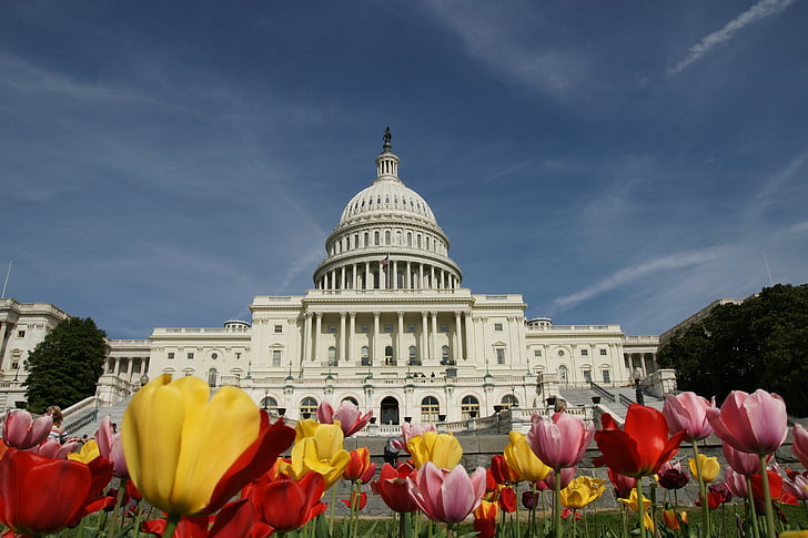 Bílý dům, Washington, tulipány