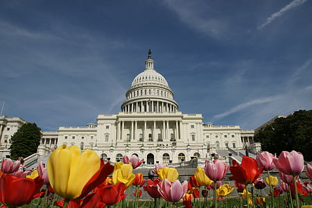 a casa branca, Washington, tulipas