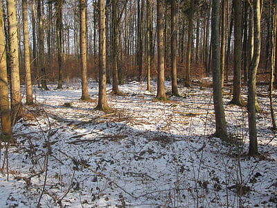 skogen, vinter, snö, naturen, träd, skogsmark, landskap