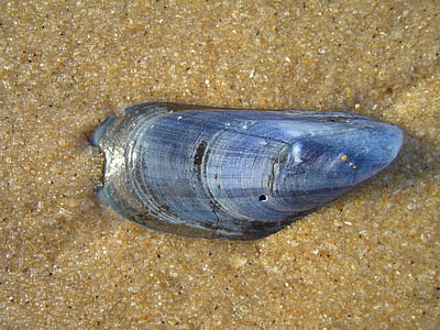 shell, mussel, beach, blue, sand, summer, flotsam