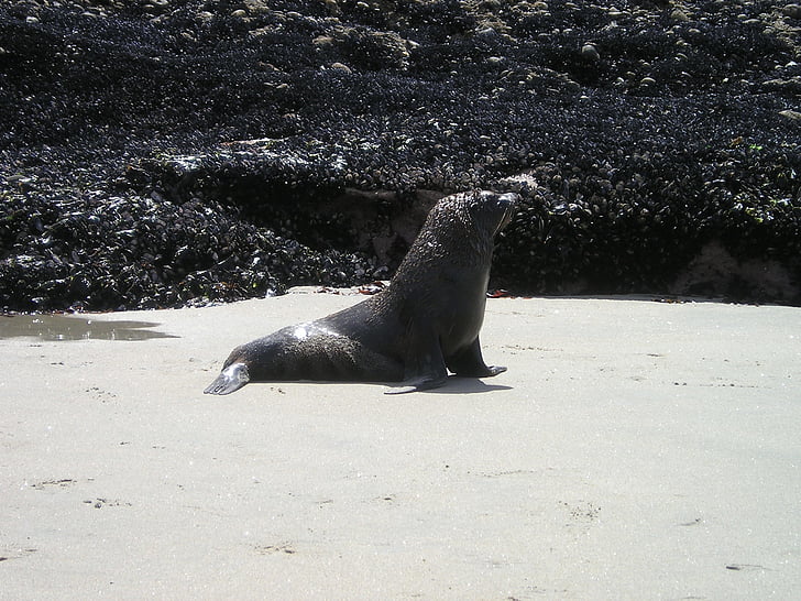 Nieuw-Zeeland, Seal, Zuidereiland, strand, meeresbewohner, zee