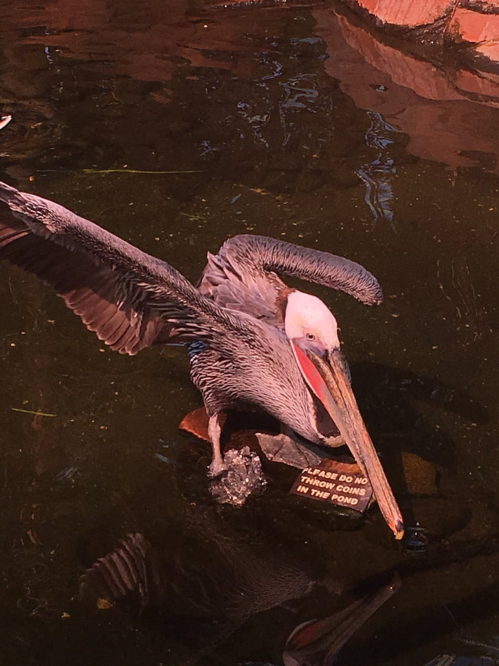 pelican, bird, wildlife