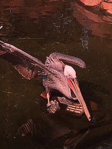 Pelikan, Vogel, Tierwelt
