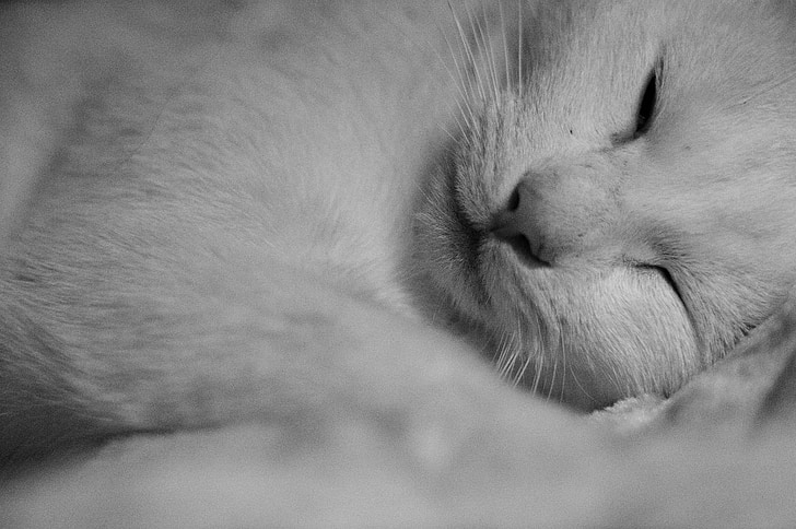 odpočinek, leží na boku, bílá kočka, spící, otevření očí, spánek, vousy