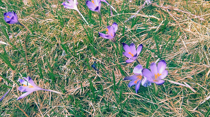 Crocus, april, Chochołowska dalen, naturen, Anläggningen, blomma, lila