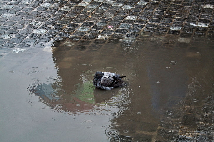 dove, rain, swimming, water