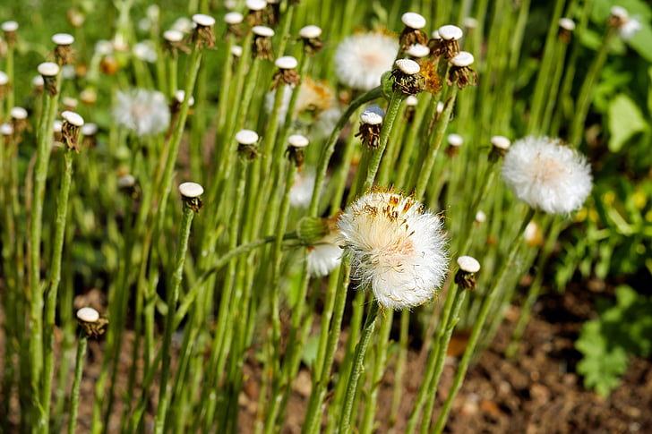 Tussilago-hoefblad, Paardebloem, zaden, wit, bloeit van, vliegende zaden, vroege bloomer