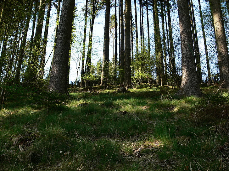 Forest, Denník, Lesné huby, slnko, tieň, letné, drevo