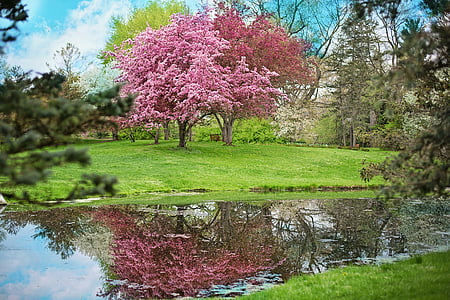 Пролет, розови цветя, розово дърво, природата, цветове, цъфтеж, цветя
