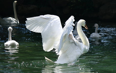 Swan, Garda, Taliansko, krídla, vody, jazero, vták