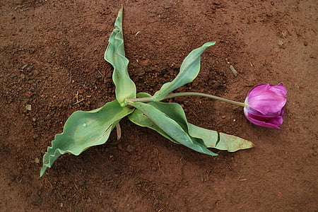 dood, Tulip, bloem, groen, bodem, grond, paars