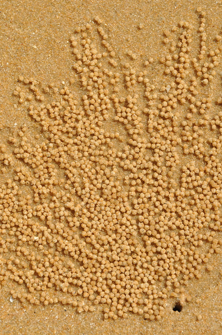 Strand, Krebs, Sand, Meer, Meeresbewohner