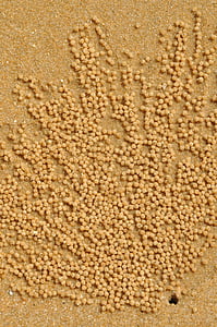 Strand, Krebs, Sand, Meer, Meeresbewohner