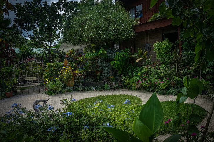 Bora-bora, kert, természet, zöld, növény, virágok, Francia Polinézia