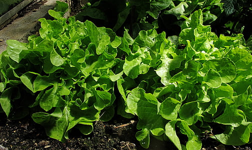 drivhusgasser, salat, klar til at blive høstet, høst, sund, lækker, agurker