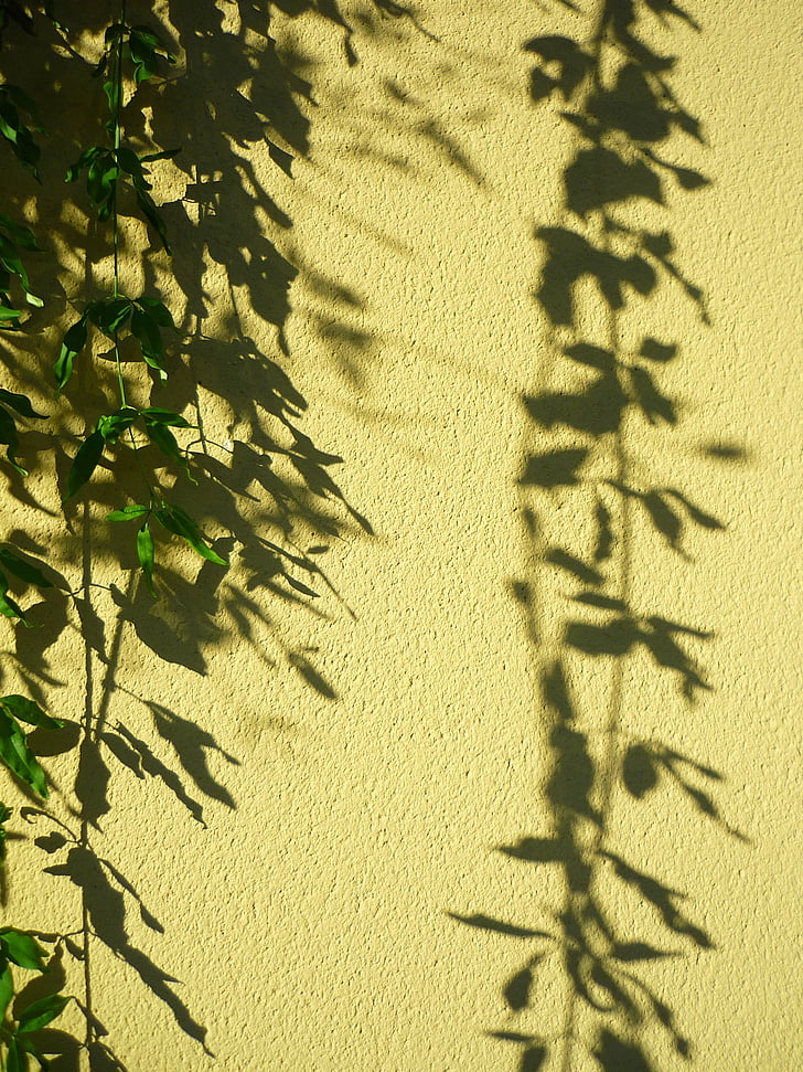 augalų, Pakabukas, šešėlis, projekcija, Dekoratyviniai, sienos, apdaila