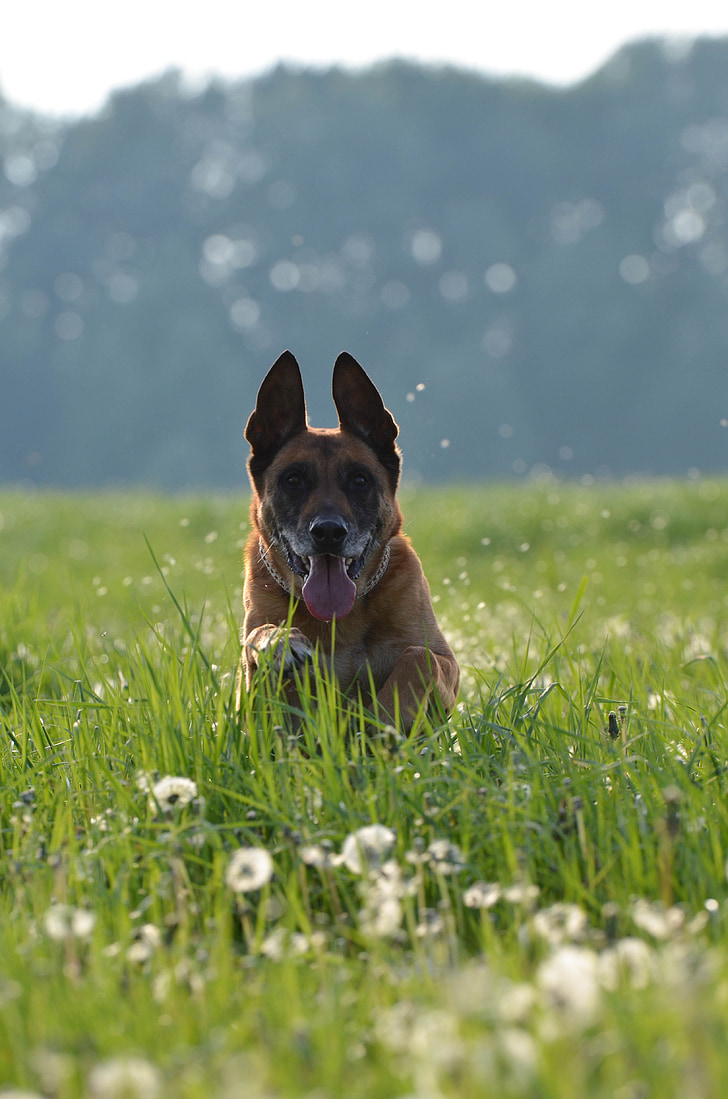 Malinoisi treeningu näitel, võilille heinamaa, resolutsiooni salvestamine, Running dog, sõbralik, Belgia lambakoer, mees