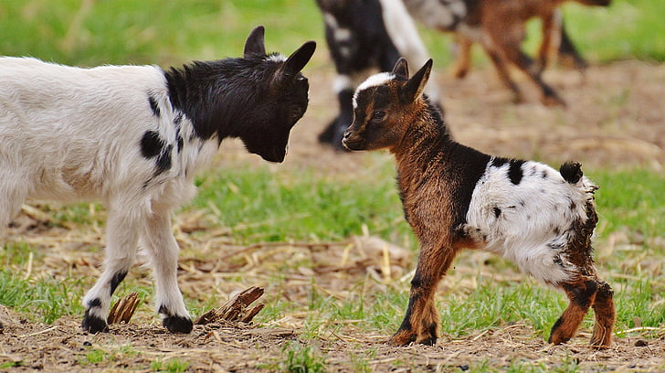 goats, wildpark poing, young animals, playful, romp, cute, small