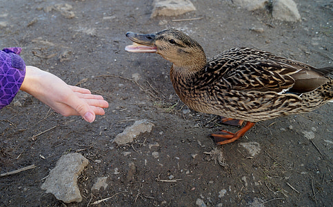 duck, feeding, pond, wild, mallard duck, water bird