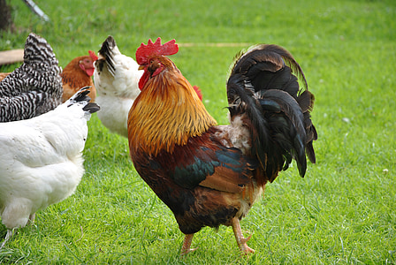 rooster, village, farm, grass, farming, chicken, bird