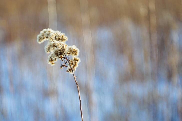 solidago canadensis, dry plant, winter, snow, fluff, nature, plant