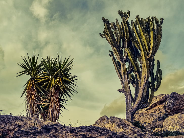 cactus, Roca, paisatge, natura, Geologia, paisatge de naturalesa, paisatge