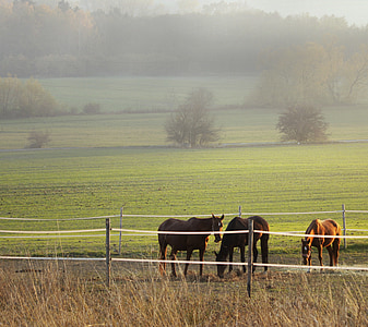 horse, horses, autumn, grass, fog, morning, evening