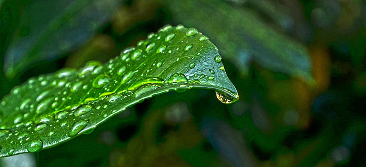 nature, sheet, green, wet, water, drops