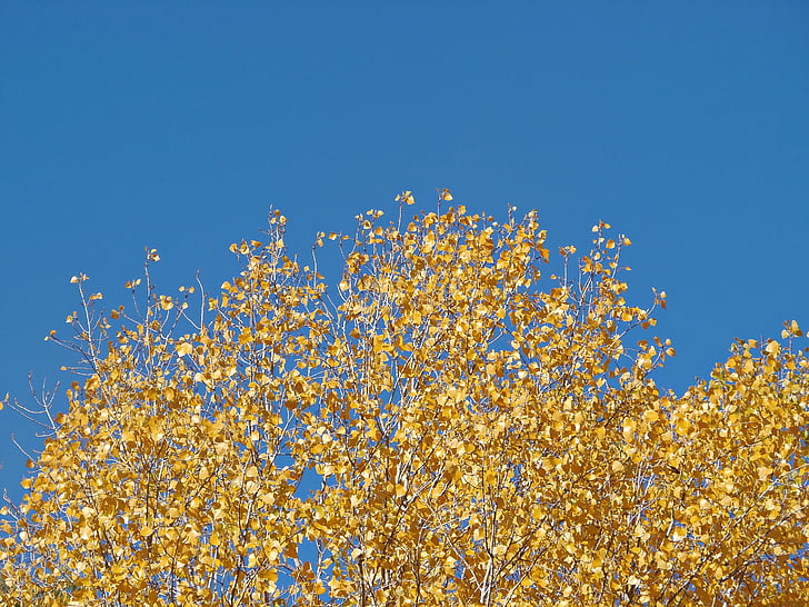 lišće, žuta, jesen, jesenje lišće, priroda, Zlatna jesen, šuma