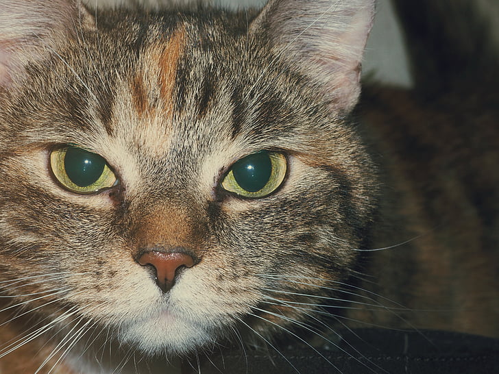 animal, cat, eyes, fur, kitten, pet